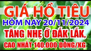 Giá tiêu hôm nay 20/11/2024: tăng nhẹ ở Đắk Lắk, cao nhất 140.000 đồng/kg