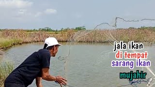 menjala ikan di tempat sarang nya ikan mujahir