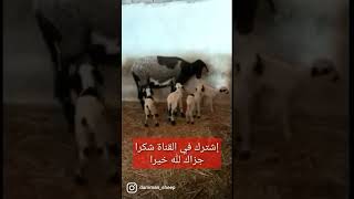 نعجة الدمان و 4 صغارها