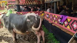 Beginilah Cara PENANDAAN Hewan Ritual Rambu Solo' TORAJA Bonoran Mantarima Tamu.