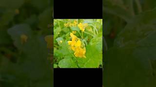 #shorts গ্রাম বাংলার সরিষা ক্ষেত | সরিষা ফুল | Mustard flower |