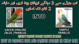 اس جوڑے سے 3 مہنگے اوپلائن بنائیں | HOW TO PRODUCE PARBLUE OPALINE IN HOME & EARN 2 LAKH | AAB INFO