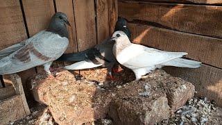 baby pigeon ki growth Mashallah beautiful 😍 #masadbirds #baby #growth