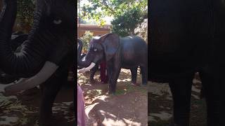 patung gajah super hitam #videoshorts #viral #wongjowo #yearforyou #shorts