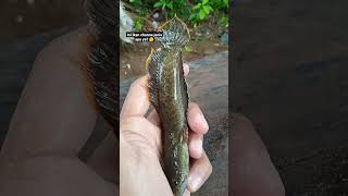 ikan channa 09 #ikanchanna #snakehead #shorts