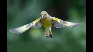 Birdgardening in Abruzzo