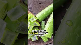 5 plantas sorprendentemente resistentes y fáciles de cuidar PARTE 2 🪴💪