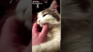 TikTok кот