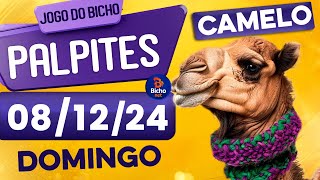 PALPITE DO DIA 08/12/2024 - JOGO DO BICHO 🍀 TODAS AS LOTERIAS 🍀