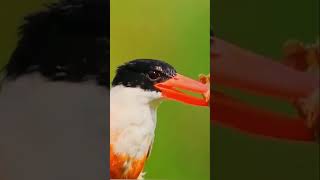 Kingfisher Vs Shrimp Shrimp Hunting  #kingfisher #shrimp #animatheater