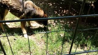 Farm Dog Killing Rat Snake (Graphic)