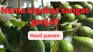 hasil panen dan cara cepat berbuah alpukat di pot dan kebun