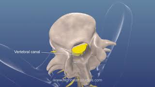 Spinal Anatomy