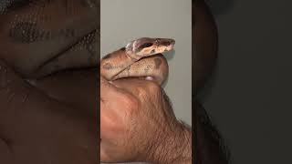 Boa constrictor #animallover #snake #viral #reptiles