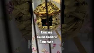 Kandang Finch Termewah #gouldamadine #shorts #finch