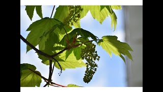 Falso plátano o Arce sicómoro (Acer pseudoplatanus)