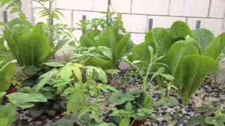 الزراعة المائية بدون محاليل    aquaponics system kuwait 3