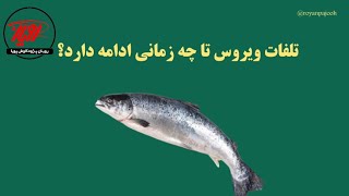 تلفات ویروس تا چه زمانی ادامه دارد؟