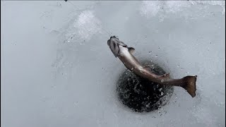 My fish blew away in the wind! #icefishing #brooktrout #maineoutdooradventures