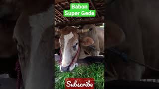 Babon Super Gede #sapi #shorts #pemburusapiimpian