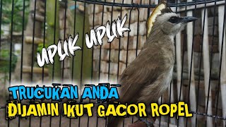 CUKUP 1 MENIT | TRUCUKAN TUA GACOR ROPEL PANJANG