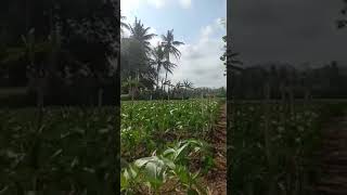 KEBUN CABE UMUR 1 BULAN