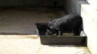 Pig takes a bath