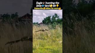 Eagle🦅hunting the birds🐦 | eagle attack | bird video | animal Planet | @Wildshikaari007 | #shorts