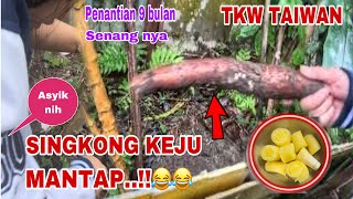 SENANG NYA BISA MANEN SINGKONG SENDIRI TAIWAN RASA INDONESIA