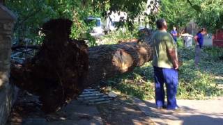 mediacalarasi.ro - Autoturisme avariate dupa ce un copac a cazut peste acestea, in mun. Calarasi