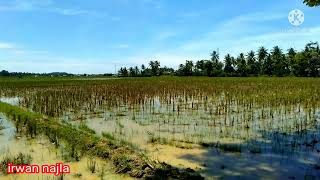 Panorama Persawahan || Pakkandoang Desa Kuajang Kec. Binuang