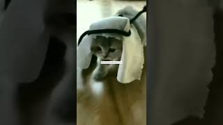 BamBam #kedi #cat #cats #kediler #arabic #catshorts #cats #catlover #catvideos #funny #cute