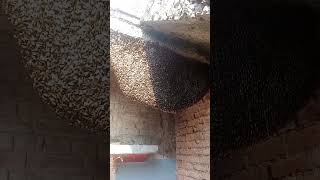 Biggest Honey bees in My House ||