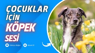 Çocuklar İçin Köpek Sesi | Köpek Havlaması | Dog Barking Sound | Angry Dog Sound | Relaxation Sound