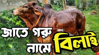 বিলাই আস্তে ধীরে ভালই ওয়েট গেইন করল আলহামদুলিল্লাহ || Purbasha Agro