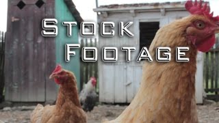 Free Stock Footage - Animals - chickens, country house