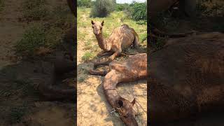 A camel is sleeping on the desert ground/#camelvideo #Desert