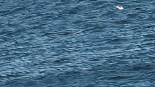 Black Guillemot