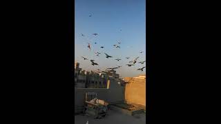 After khail pani Pigeons ready to fight...shok kary