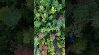 Missing these fall campsites right now.🍁 #utah #camping #nature #drone