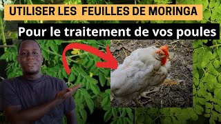 Moringa le meilleur antibiotique pour traiter et soigner vos poules malades