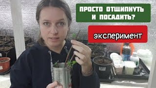 ЧЕРЕНКУЮ ГОРТЕНЗИЮ метельчатую почкой (СЕКРЕТНЫЙ способ)