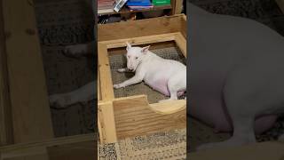 Pregnant Bull Terrier In Welping Box 🐾🐾🐾🐾 #AKC #BullTerrier #Welping #Puppies #Kennels #Delivery