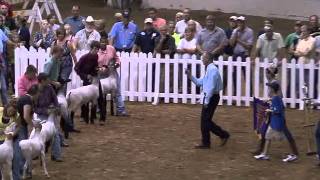 Indiana State Fair Market Lamb Drive.wmv