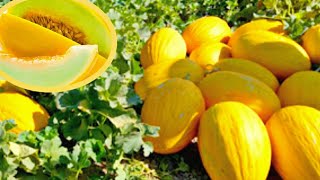 طريقة زرع البطيخ الأصفر الشمام في المنزل     How to grow yellow watermelon at home