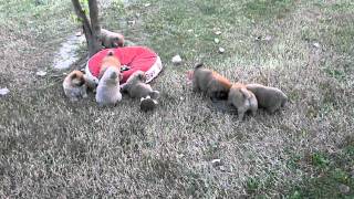 Snickers Chow Chow pups 8-1-10