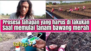 proses& tahapan yang harus di lakukan saat mau tanam bawang merah