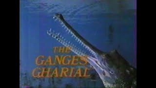 The Ganges Gharial (1985)