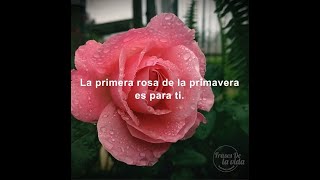 Frases de Primavera y Amor 🌹💕  La primera rosa de la primavera es para ti.