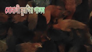 সোনালী মুরগির বাচ্চা || মুরগির খামার || Sonali murgi